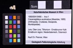 Foto (Objekt + Etiketten) von Cracensigillatus acutirostrus (Moericke, 1889) (NHMW-GEO-1990-0041-0466)